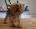 /album/fotogaleria/lilz-york-jpg/